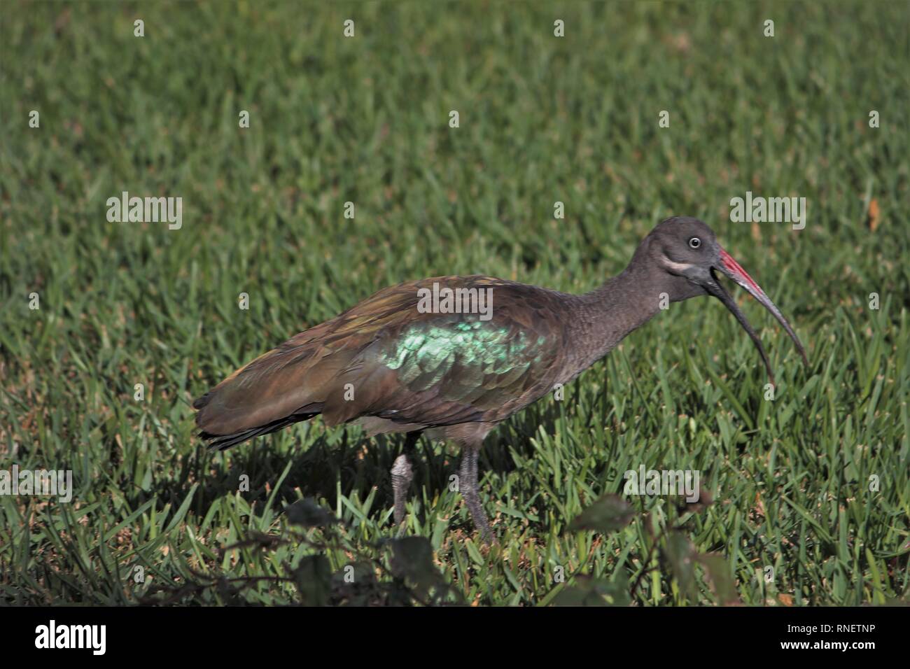 Ibis Hadada (Hagedashia hagedash) su un prato sul ciglio della strada a Morro Jable Fuerteventura Spagna Foto Stock