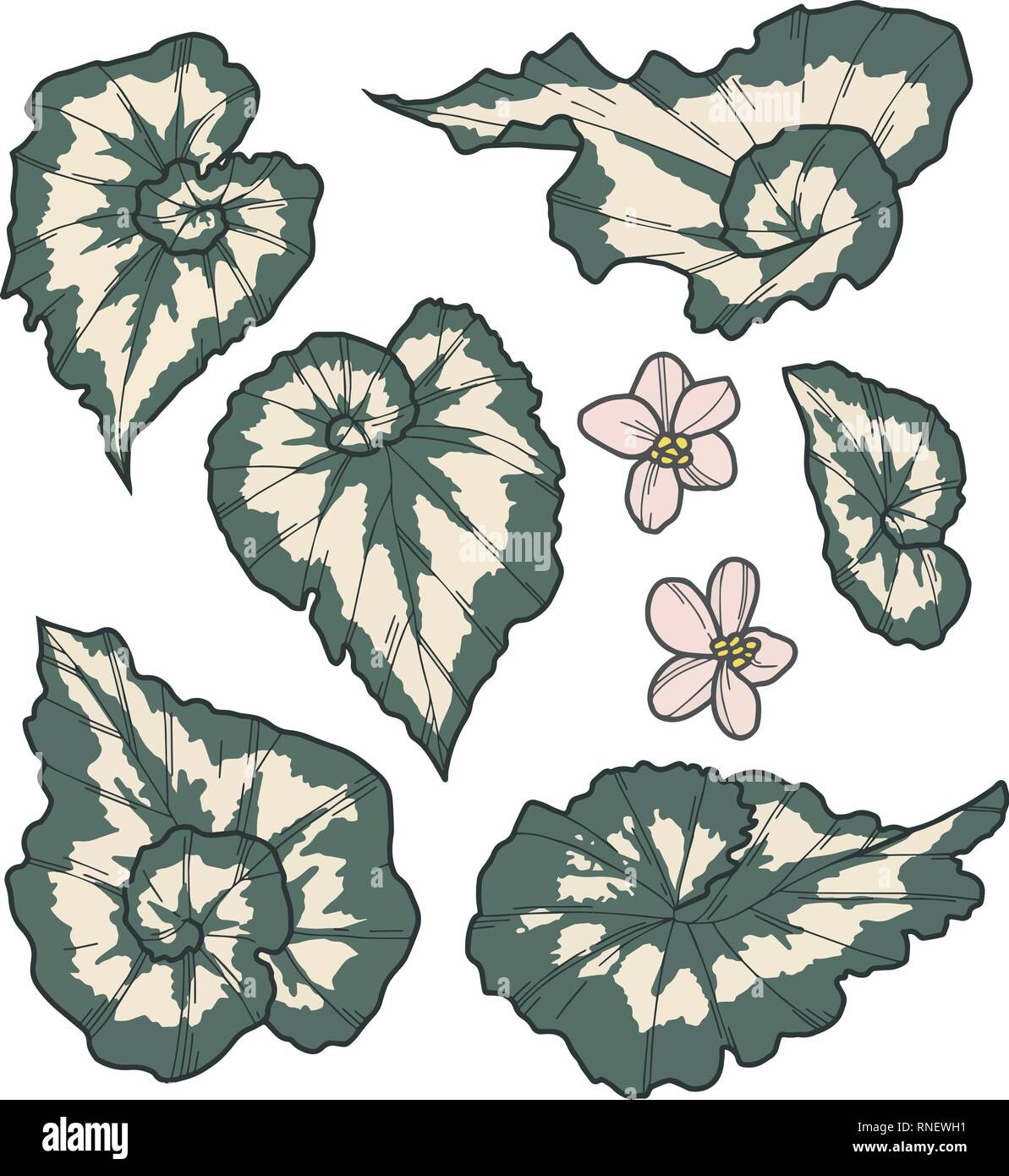 Vettore Collezione insieme di esotica Rex Cultorum Begonia Cina Arricciamento fogliare delle piante e disegni floreali Illustrazione Vettoriale
