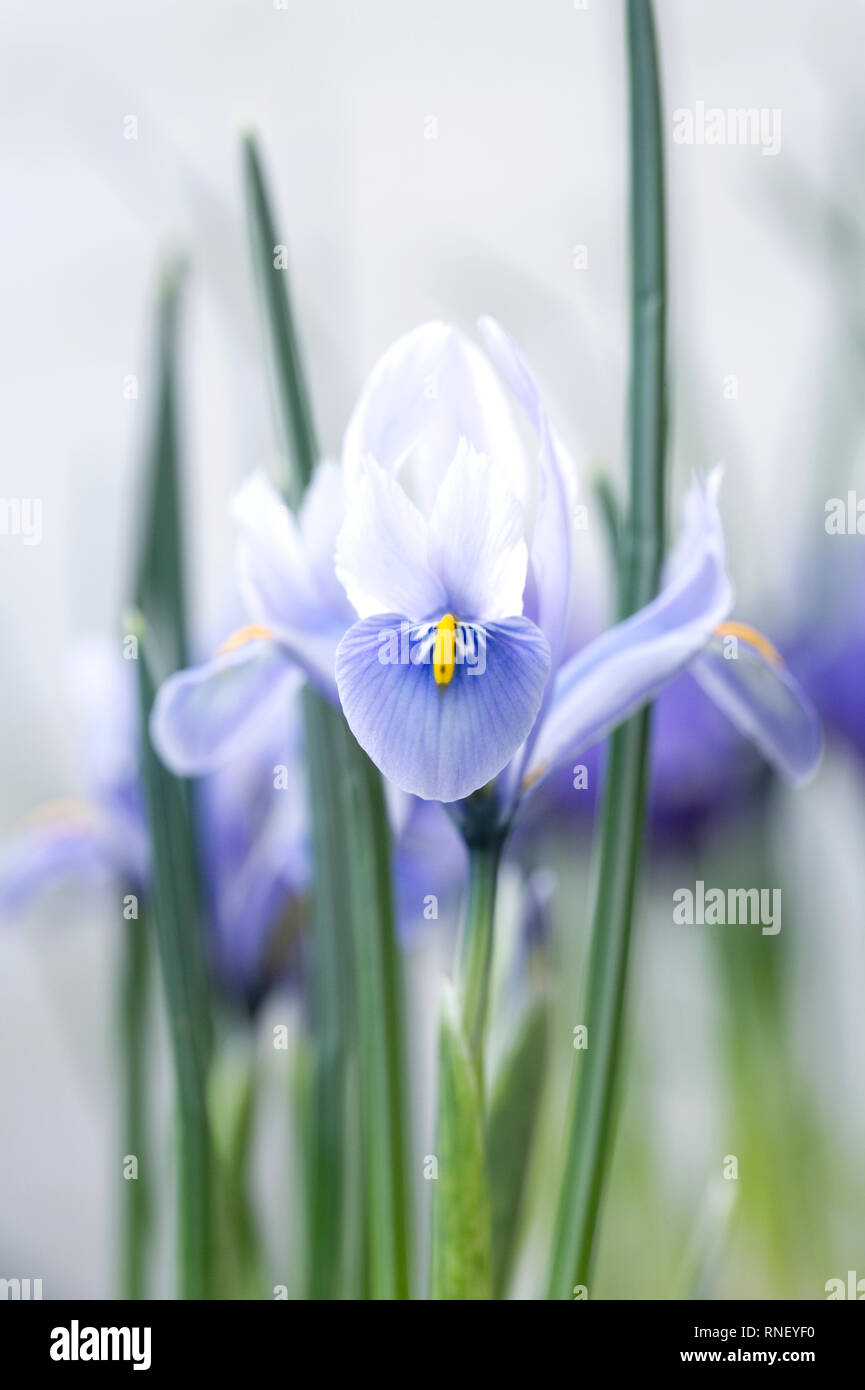 Iris reticulata " Alida' fiori nel tardo inverno contro una parete bianca. Foto Stock