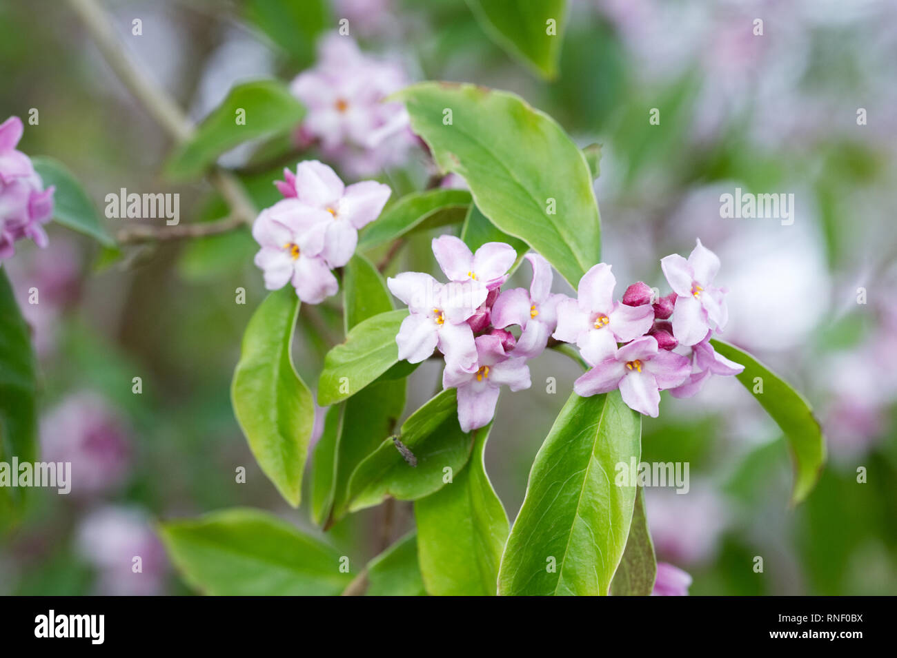 Daphne bholua 'Peter Smithers' Fiori. Foto Stock