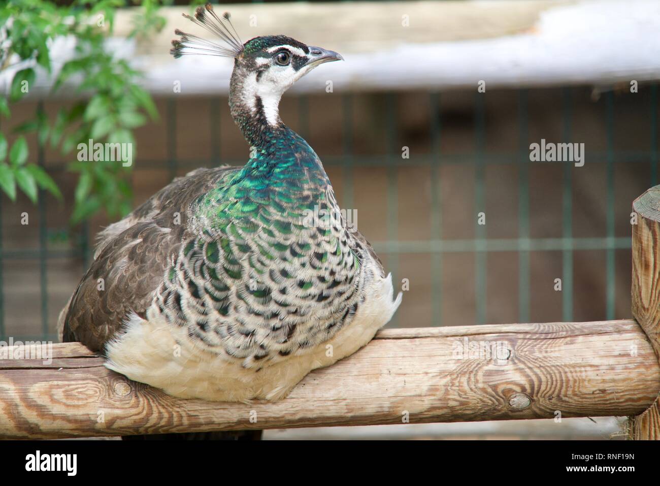 Peahen seduto su una barra di legno Foto Stock