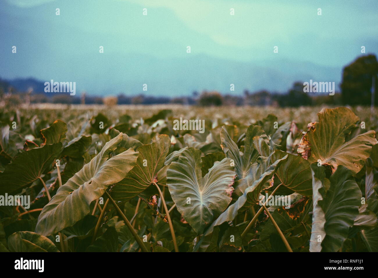 vita sull'isola Foto Stock