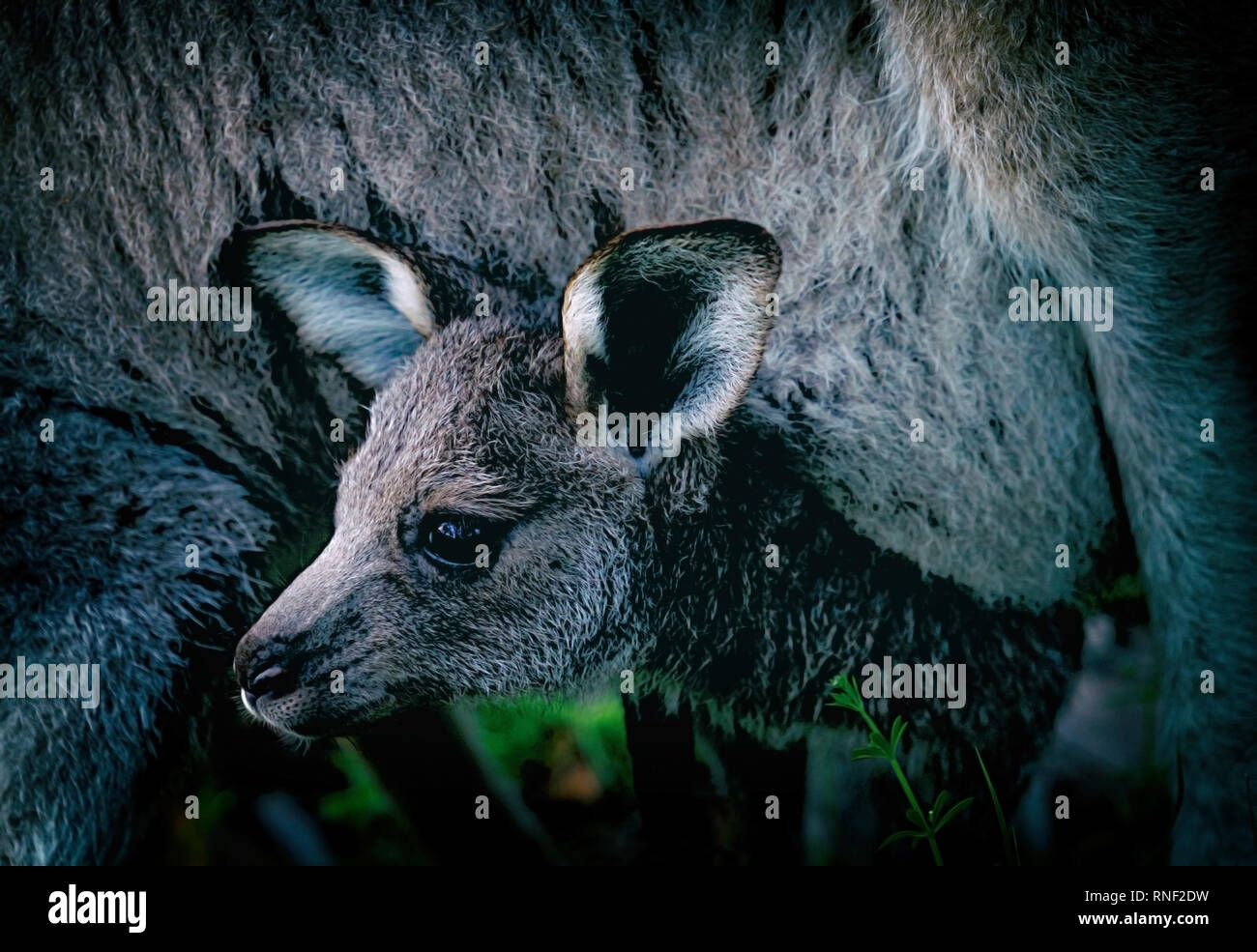 Piccolo canguro II , Australia Foto Stock