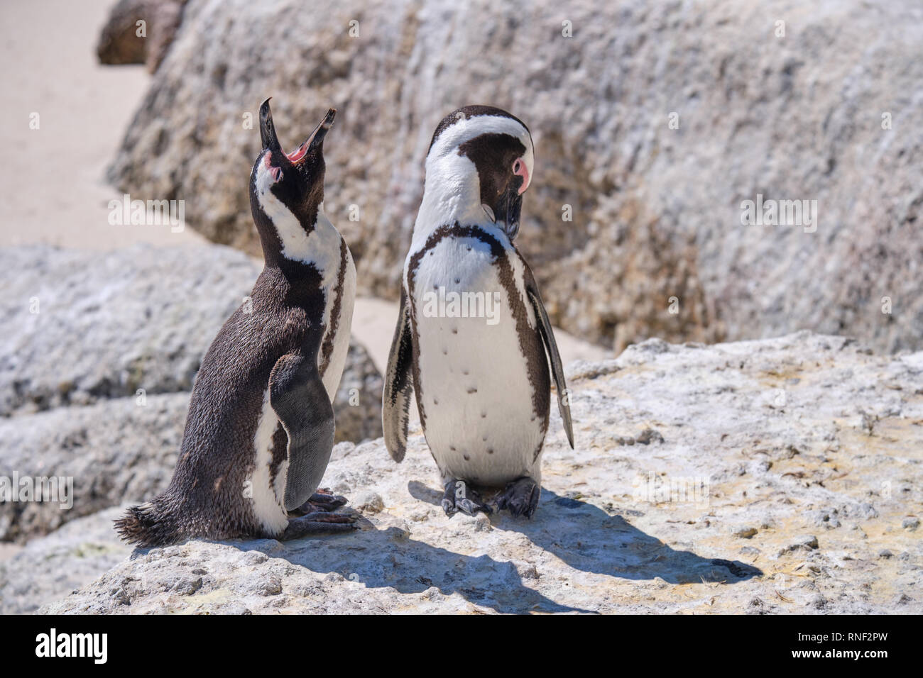 Coppia di pinguini africani su una grande roccia con affetto il display. Un raglio mentre altri abbassare la testa, come se il rossore Foto Stock