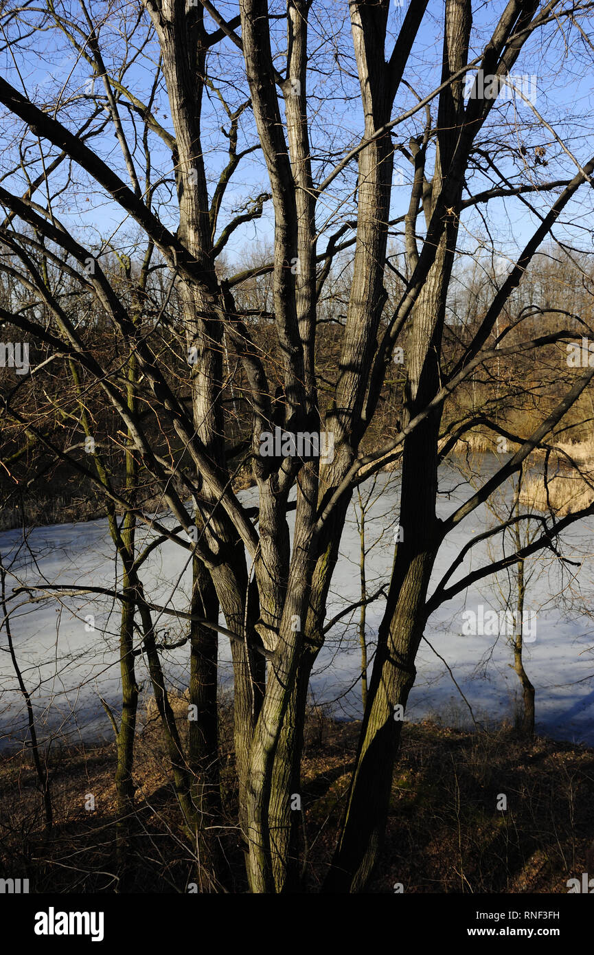 Mistero, naturale, natura, all'aperto, radice, scena, stagione, Spooky, molla, albero, meteo inverno, legno, bosco, Foto Stock