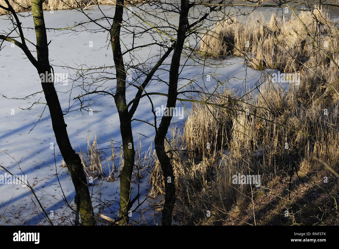 Mistero, naturale, natura, all'aperto, radice, scena, stagione, Spooky, molla, albero, meteo inverno, legno, bosco, Foto Stock