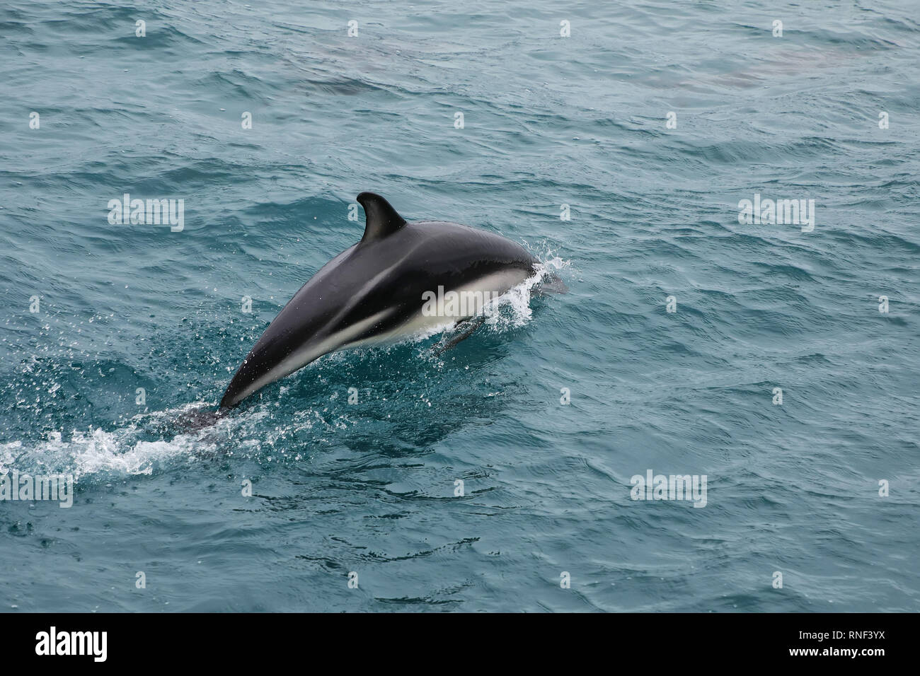 Delfino dusky nuoto al largo della costa di Kaikoura, Nuova Zelanda. Kaikoura è una popolare destinazione turistica per guardare e nuotare con i delfini. Foto Stock