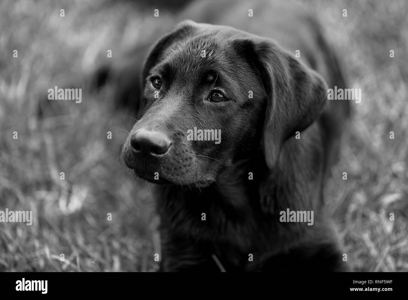 Un ritratto di un nero Labrador puppy in bianco e nero. Foto Stock