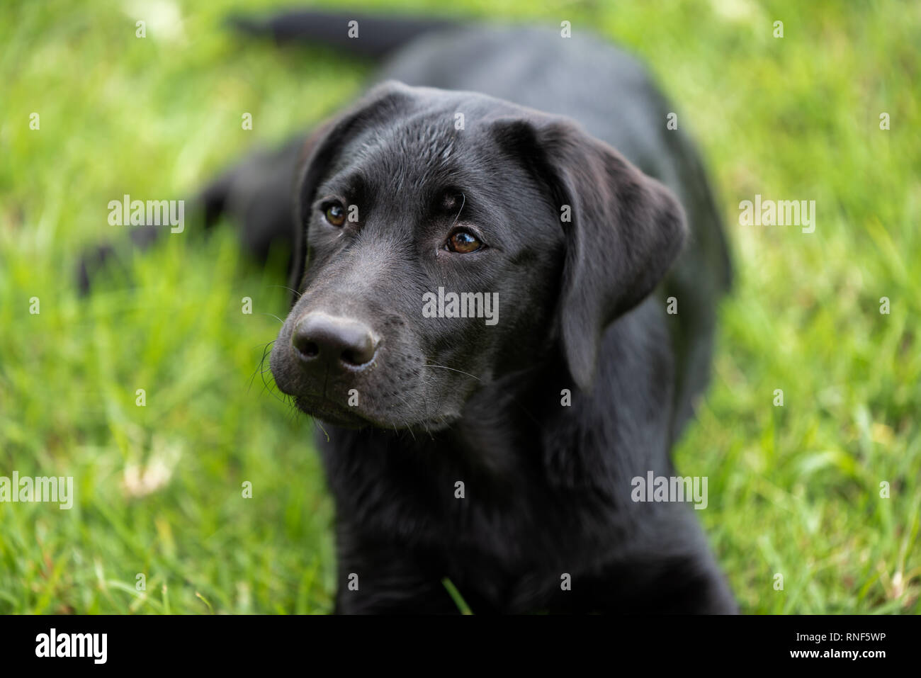 Un ritratto di un bellissimo labrador nero cucciolo sdraiati sull'erba. Foto Stock