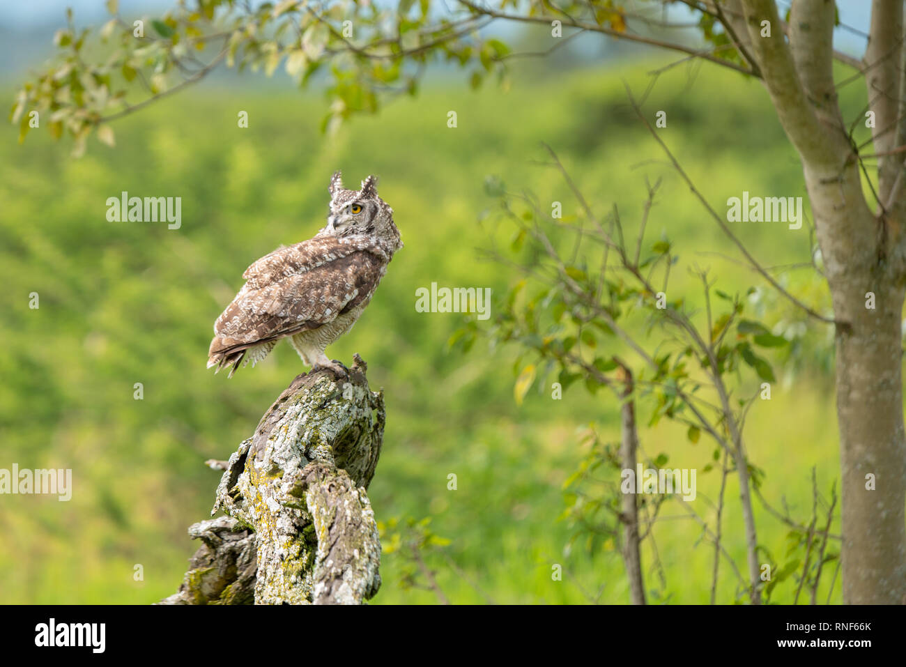 Un maschio macchiato il Gufo Reale appollaiato su un ceppo di albero durante un flying show all'African Raptor Centre, Natal Midlands, Sud Africa. Foto Stock