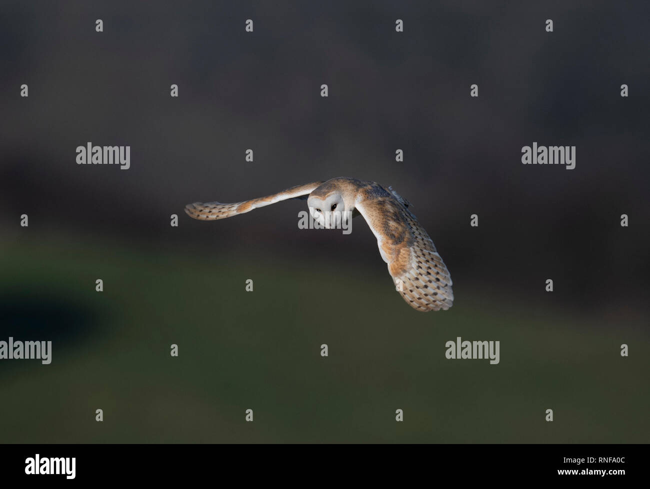 Fienile Owl-Tyto alba in volo. Regno Unito Foto Stock