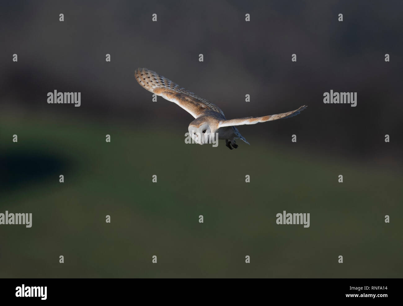Fienile Owl-Tyto alba vola. Regno Unito Foto Stock