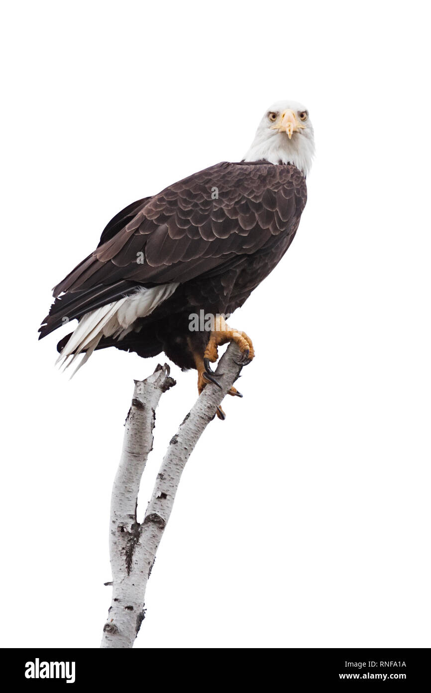 Un aquila calva frizioni per la parte superiore di una rotta betulla ramo. Occhi aperti, l'aquila guarda dritto nella testa della telecamera. Sfondo bianco Foto Stock