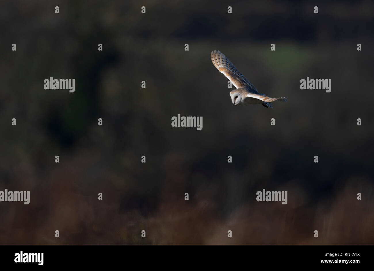 Fienile Owl-Tyto alba in volo. Regno Unito Foto Stock