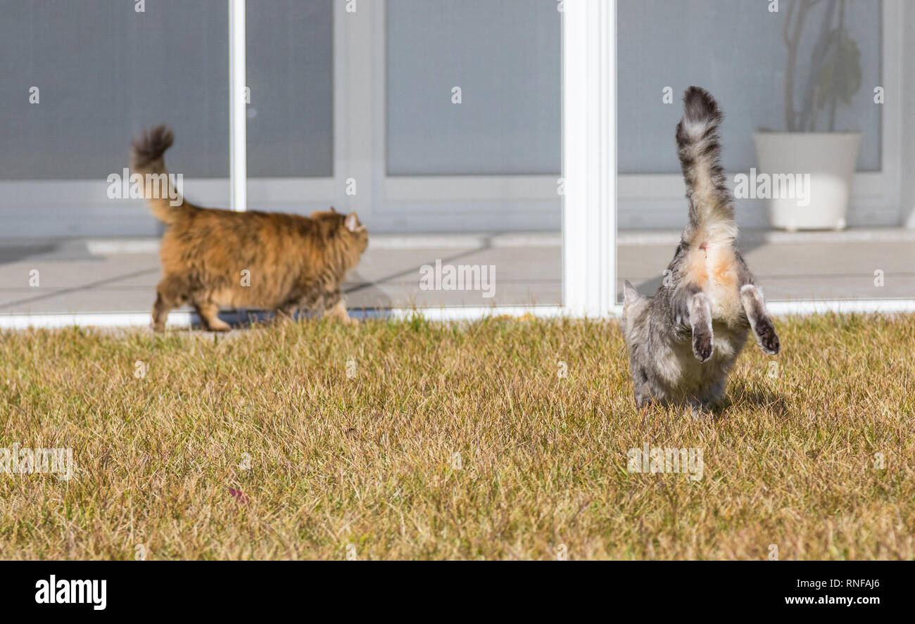 Capelli lunghi gatti di razza Siberiana in un giardino, tempo di riproduzione Foto Stock