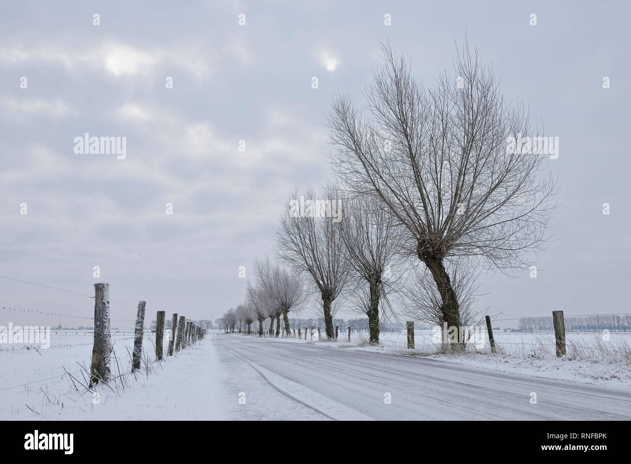 Pollarded salici ( Salix sp. ) Lungo una stradina a Bislicher Insel / Bislicher isola, coperta di neve la prateria, ben noto riserva naturale, inferiore DX Foto Stock
