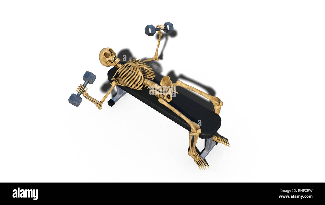 Lo scheletro di divertenti sollevamento pesi sul banco, scheletro umano esercitando su sfondo bianco, rendering 3D Foto Stock
