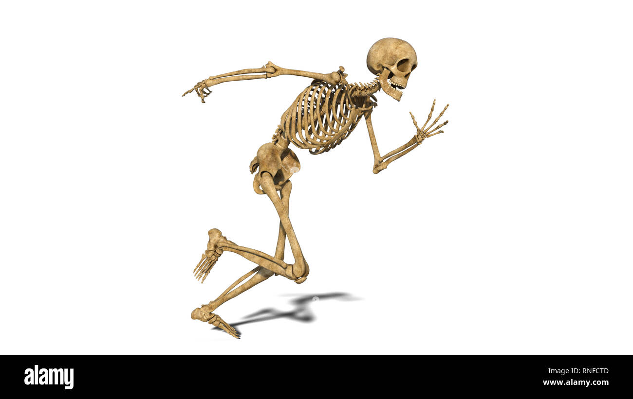Lo scheletro di divertenti in esecuzione, scheletro umano esercitando su sfondo bianco, rendering 3D Foto Stock