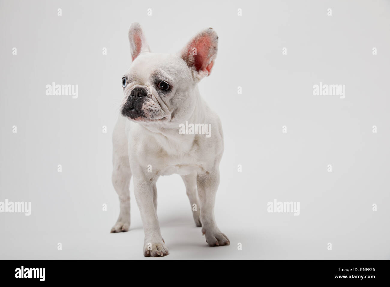 Piccolo bulldog francese su sfondo bianco Foto Stock