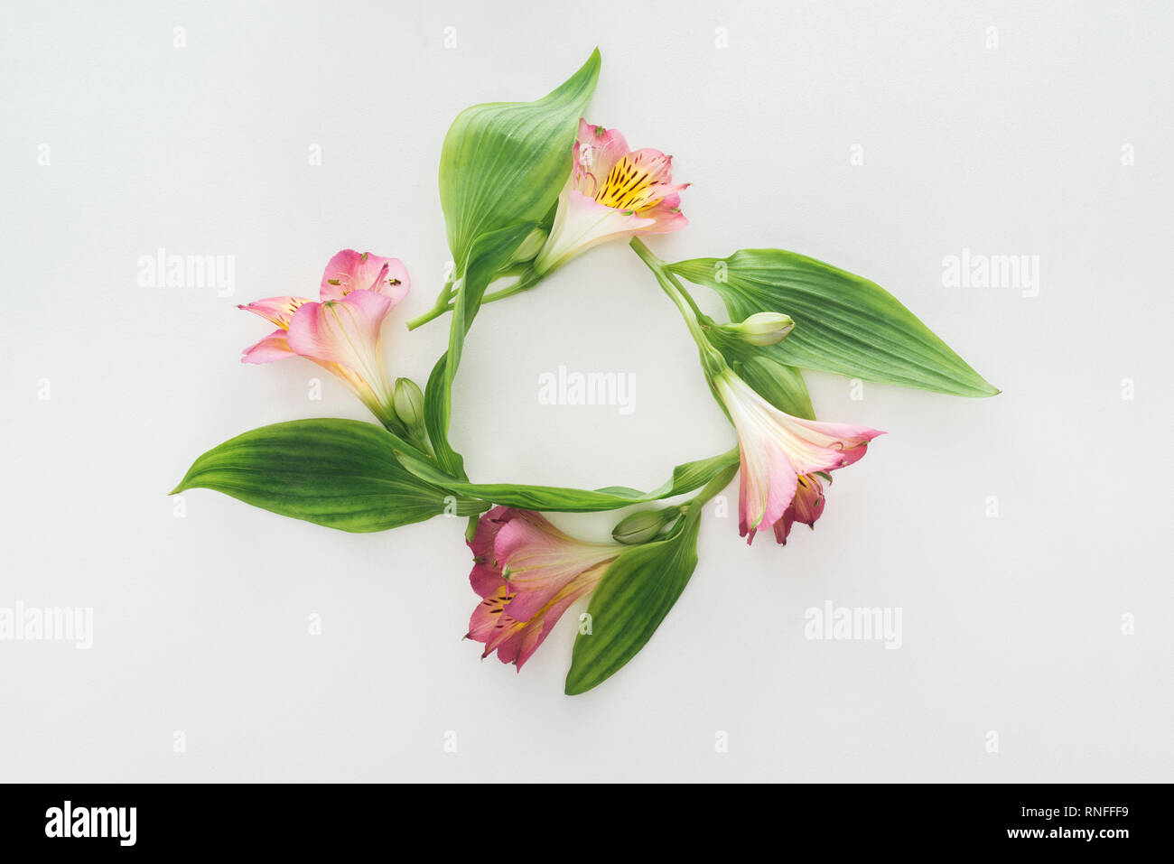 Vista superiore della composizione con fiori di colore rosa e foglie verdi su sfondo bianco Foto Stock