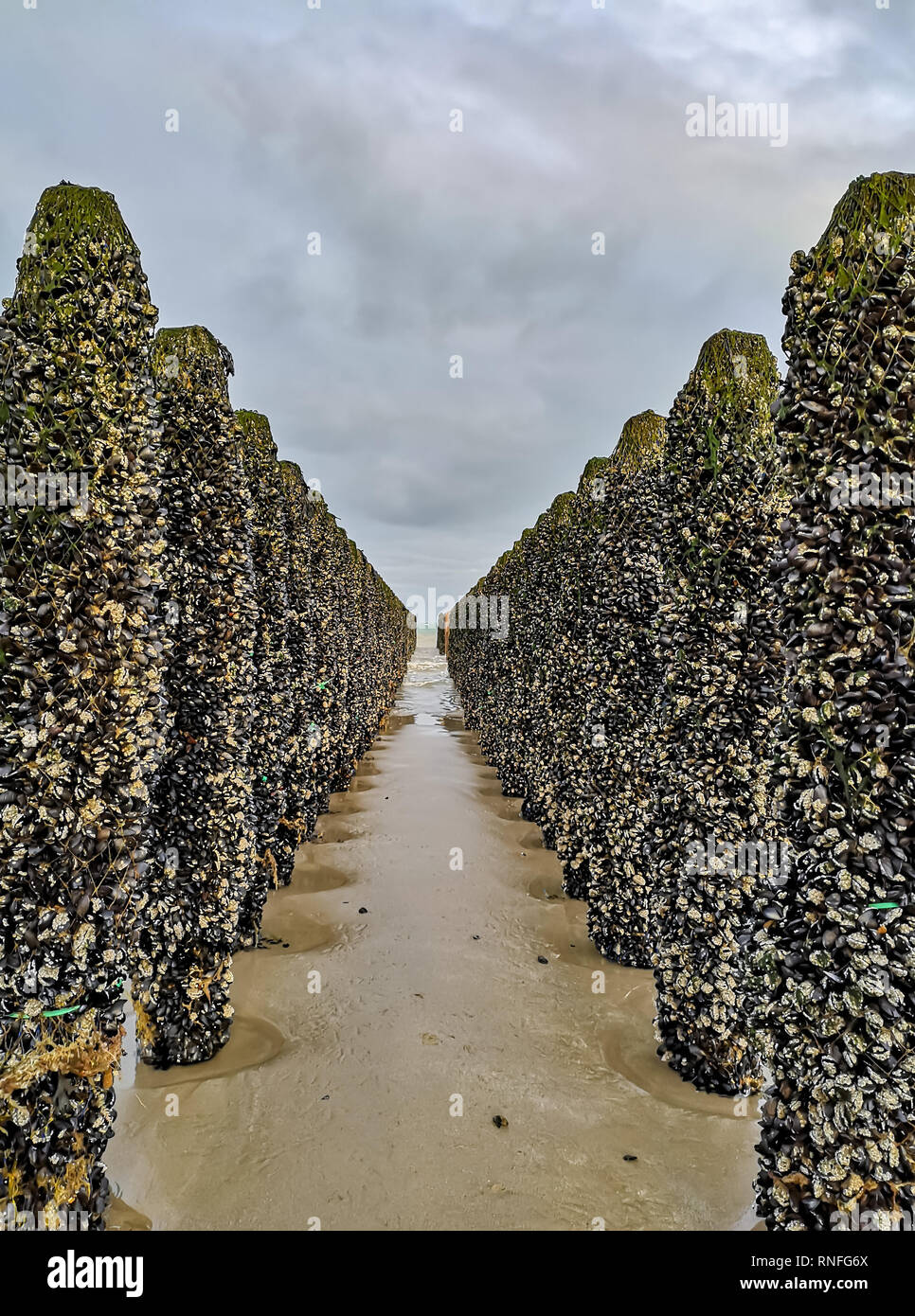 La bassa marea di esporre le righe di mitili coltivati su vesti attaccati a pali nella baia di Wissant a Cap Gris-nez, Pas-de-Calais in Francia settentrionale Foto Stock