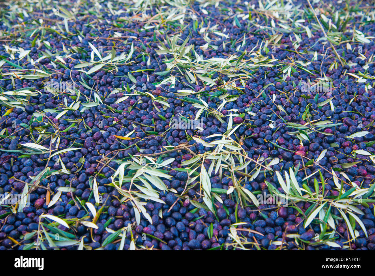 Raccolta delle olive. Foto Stock