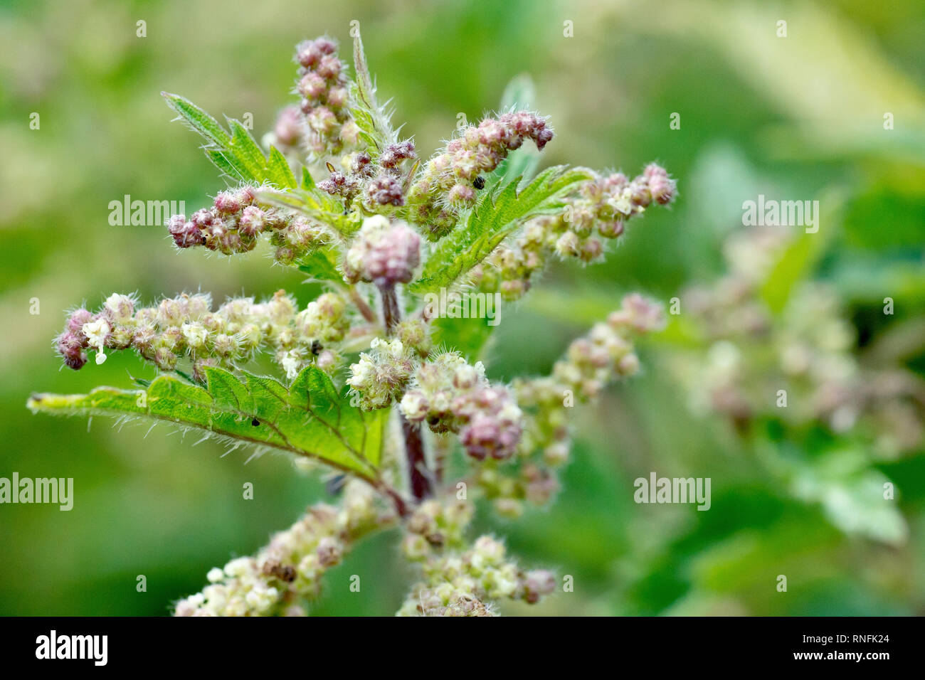 Il bruciore o comuni o ortica (Urtica dioica), in prossimità della parte superiore di una pianta in fiore. Foto Stock