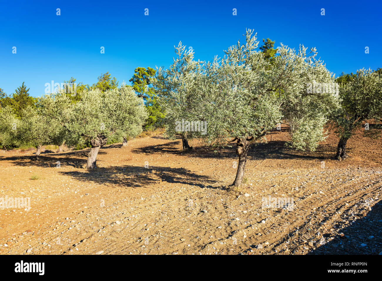 Alberi di olivo durante l'estate sull'Isola di Rodi (Rhodes, Grecia) Foto Stock