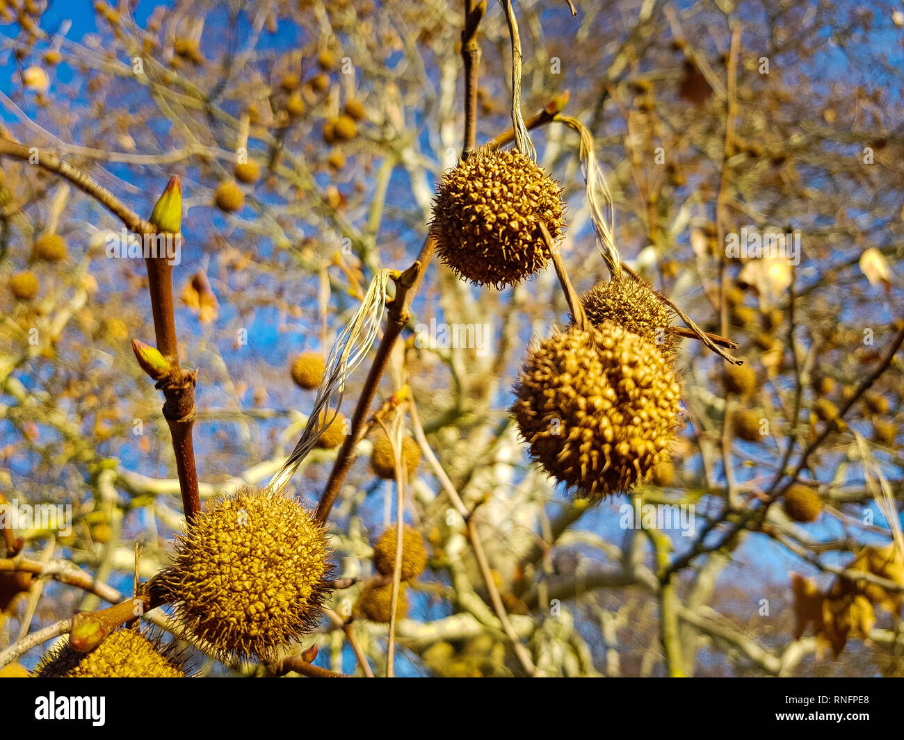 Close up dei frutti dell'albero piano nella primavera contemplati nella luce del sole dorato, un grande albero piano e il blu del cielo in background Foto Stock