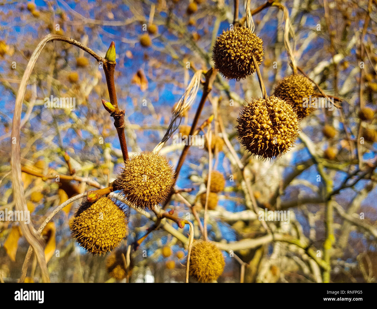 Close up dei frutti dell'albero piano nella primavera contemplati nella luce del sole dorato, un grande albero piano e il blu del cielo in background Foto Stock