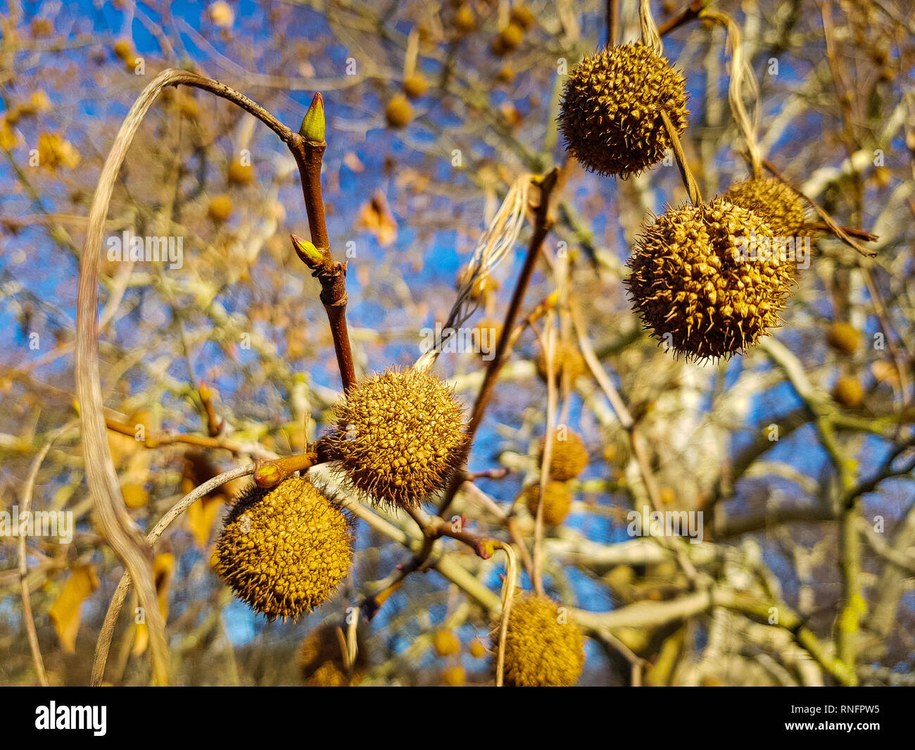 Close up dei frutti dell'albero piano nella primavera contemplati nella luce del sole dorato, un grande albero piano e il blu del cielo in background Foto Stock