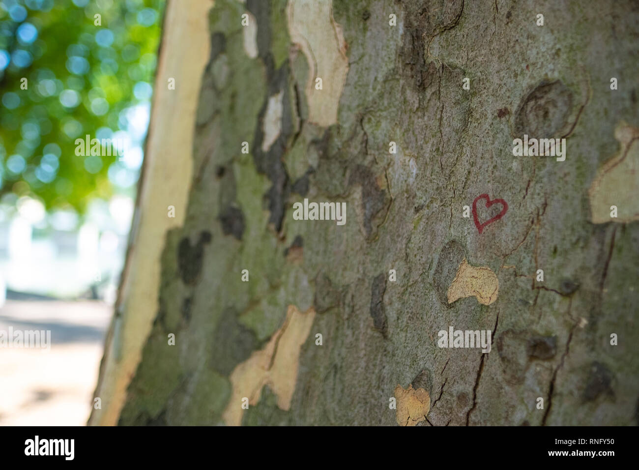 Dipinto di rosso cuore su una Londra Planetree - Platanus hispanica Foto Stock