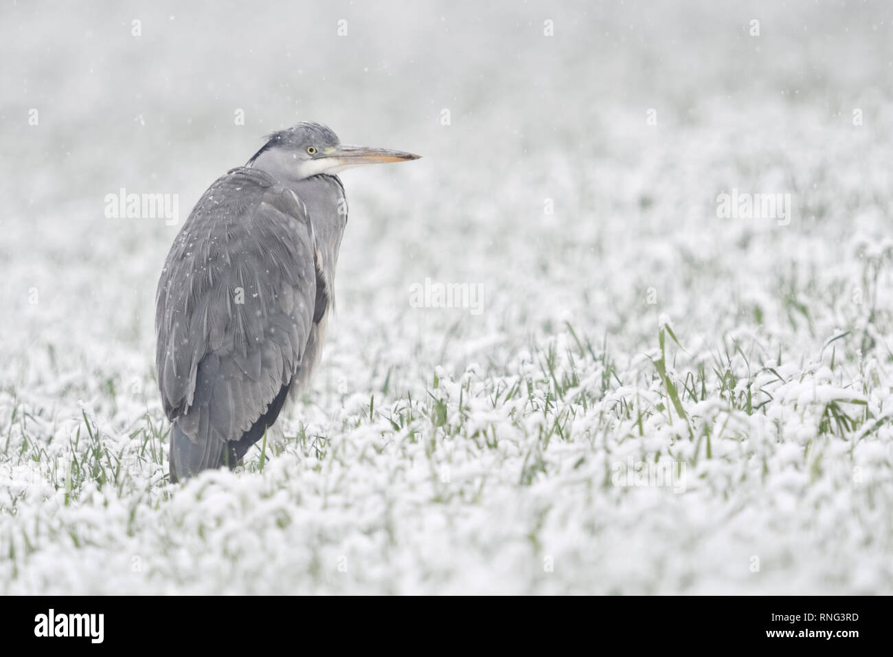 Airone cenerino / Graureiher ( Ardea cinerea ) in inverno in piedi / in appoggio in una coperta di neve campo di grano invernale, deboli nevicate, fauna selvatica, l'Europa. Foto Stock