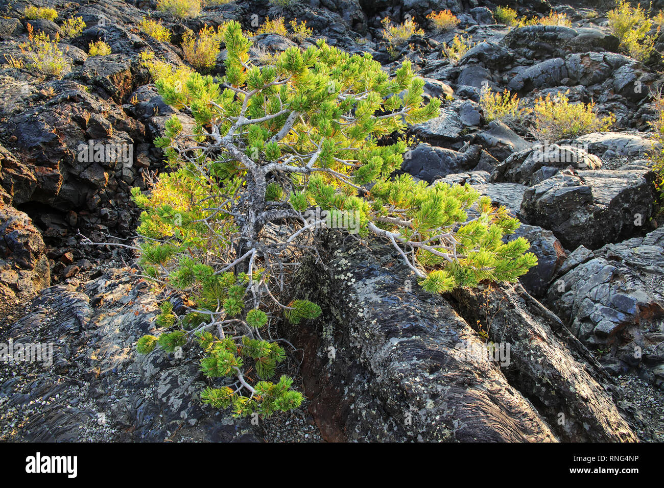 Il ginepro albero che cresce attraverso un flusso di lava, il Cratere Nord Sentiero di flusso, i crateri della luna monumento nazionale, Idaho, Stati Uniti d'America. Foto Stock
