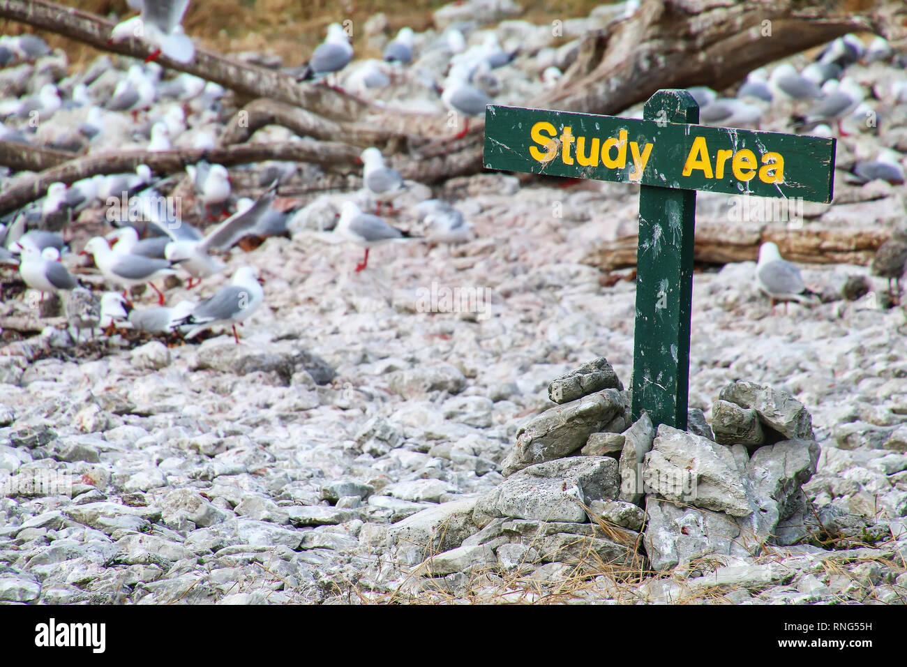 Area di studio per il segno rosso-fatturati i gabbiani colonia su Kaikoura peninsula, South Island, in Nuova Zelanda. Questo uccello è nativo di Nuova Zelanda Foto Stock