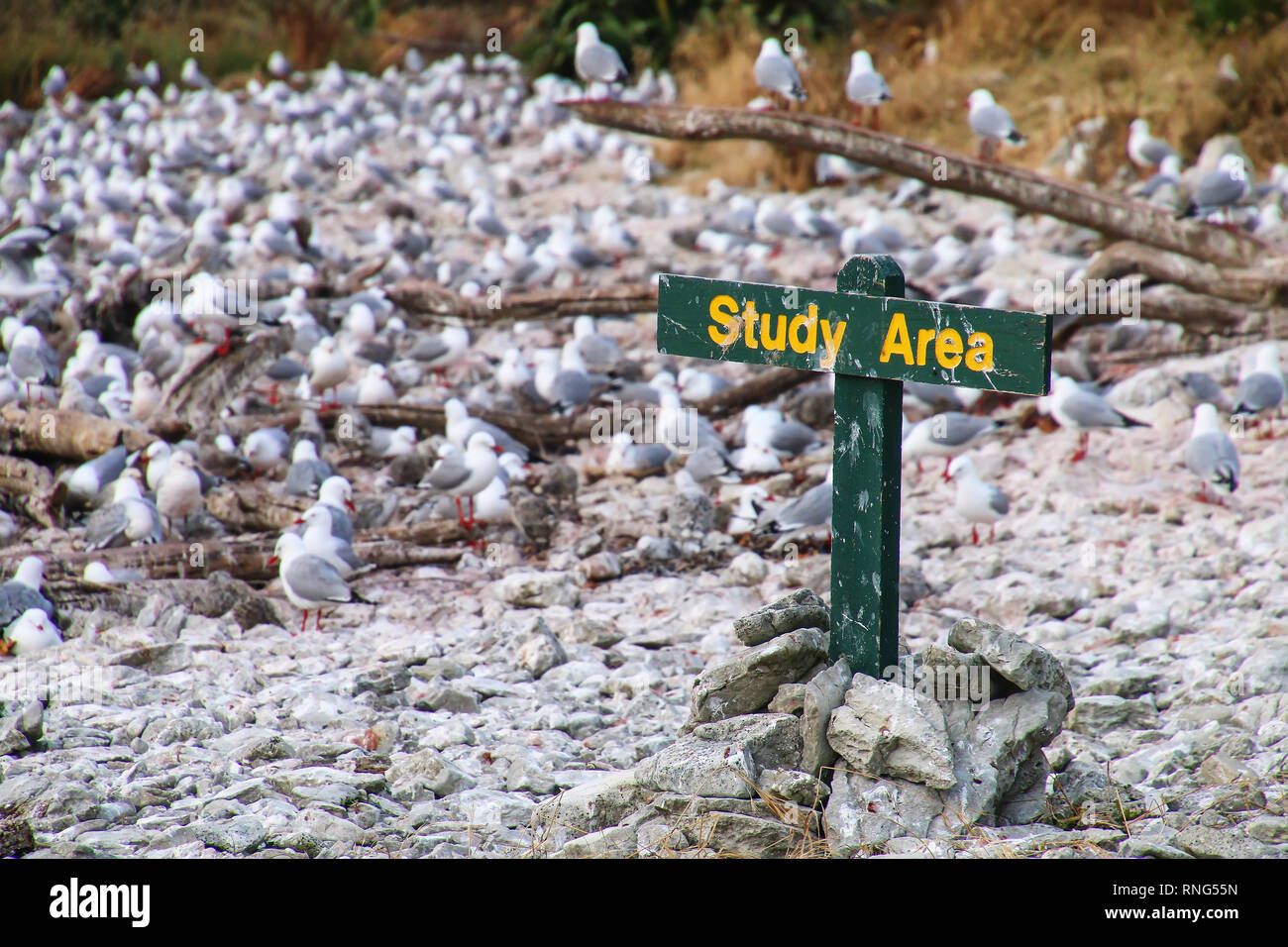 Area di studio per il segno rosso-fatturati i gabbiani colonia su Kaikoura peninsula, South Island, in Nuova Zelanda. Questo uccello è nativo di Nuova Zelanda Foto Stock