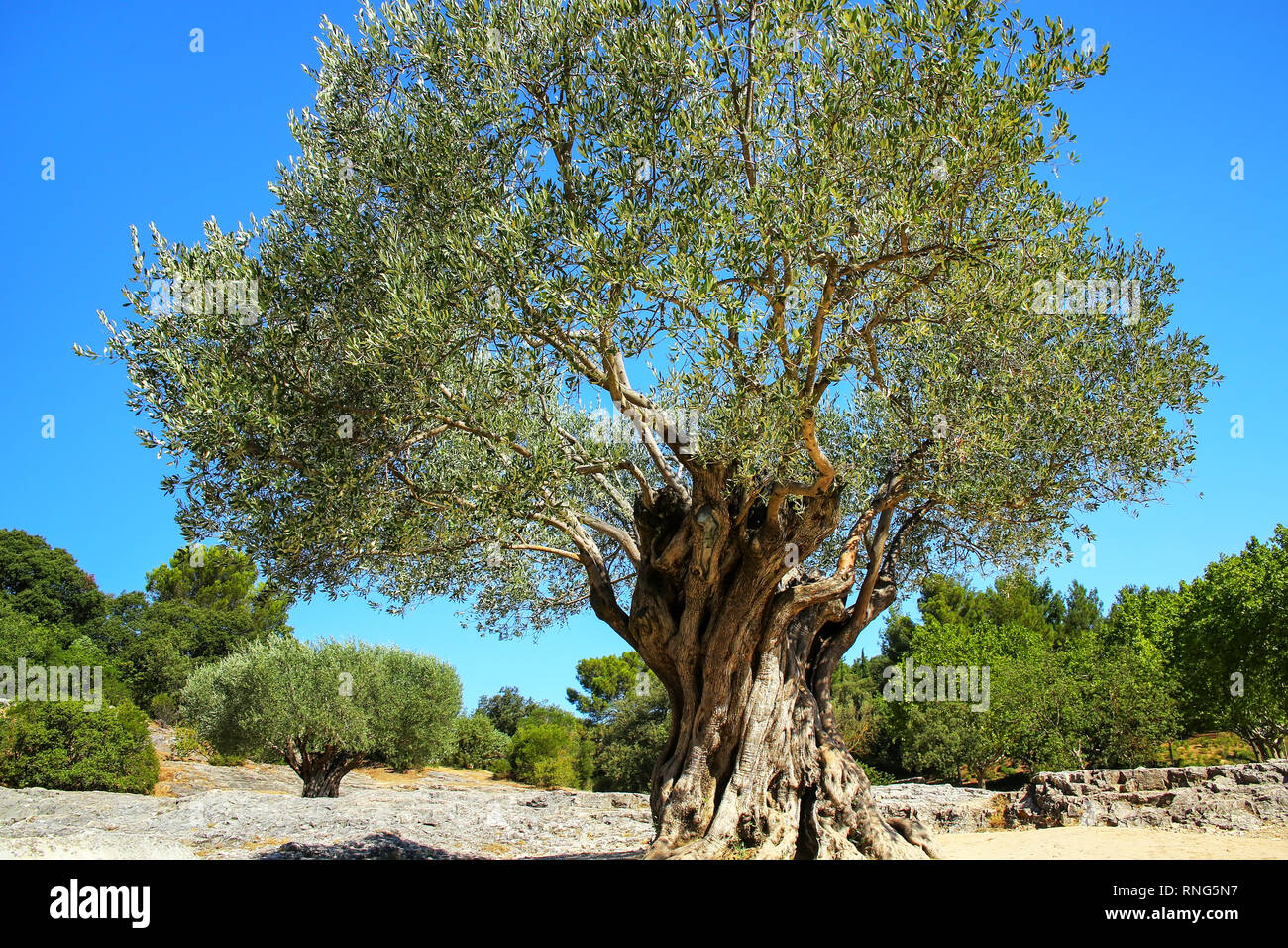 Vecchia grande ulivo crescono vicino a Pont du Gard, Francia meridionale. Foto Stock
