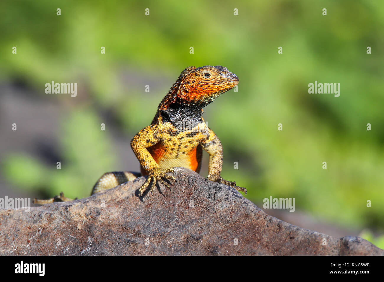 Cappuccio maschio lucertola di lava (Microlophus delanonis) sull'Isola Espanola, Galapagos National Park, Ecuador. Si trova solo su all'Isola Espanola. Foto Stock