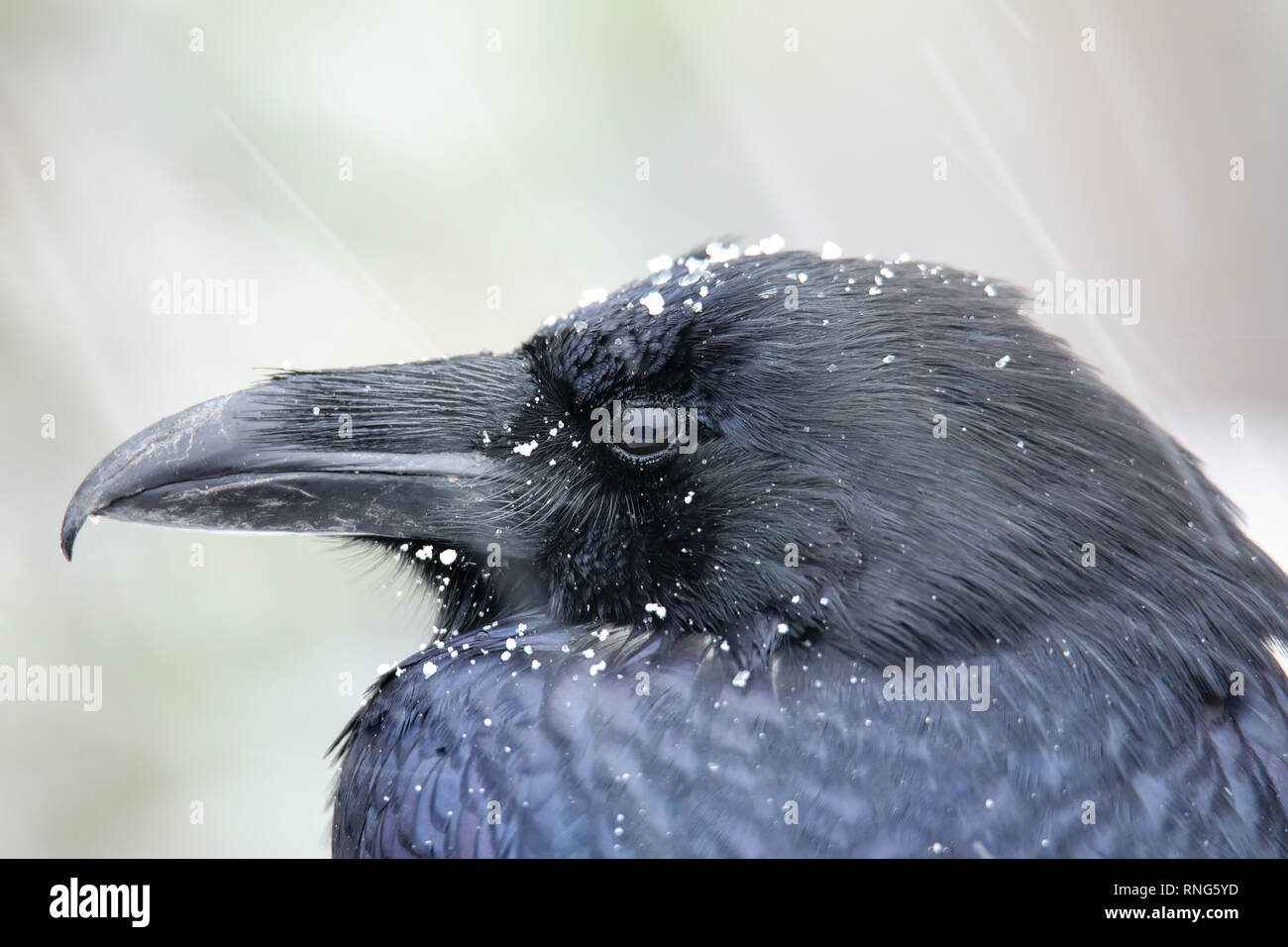 Ritratto di comune corvo imperiale (Corvus corax) durante la nevicata Foto Stock