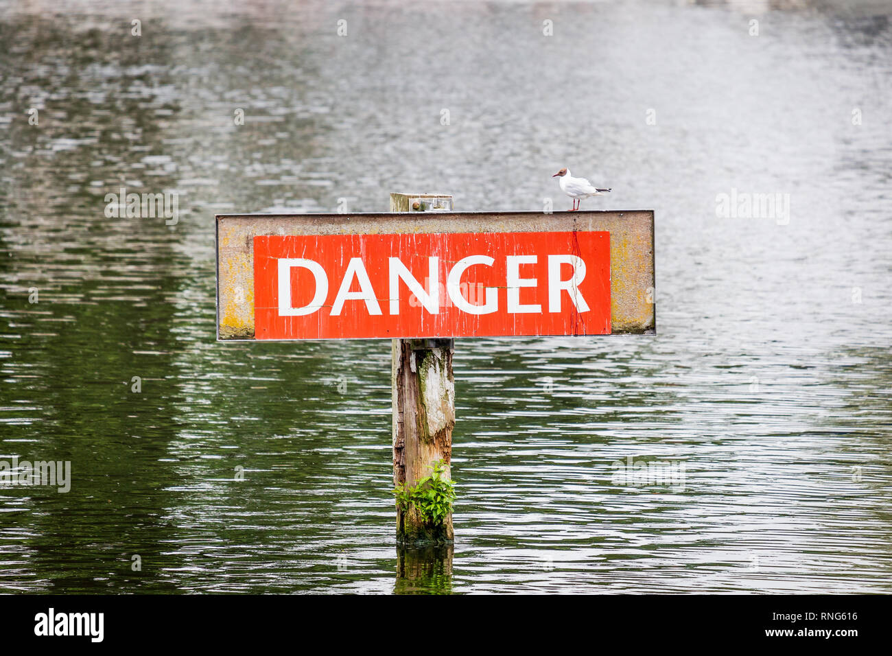 Segnaletica di pericolo sul fiume Tamigi con una a testa nera (gabbiano Chroicocephalus ridibundus) seduto sul segno vicino a Marlow nel Buckinghamshire, UK Foto Stock