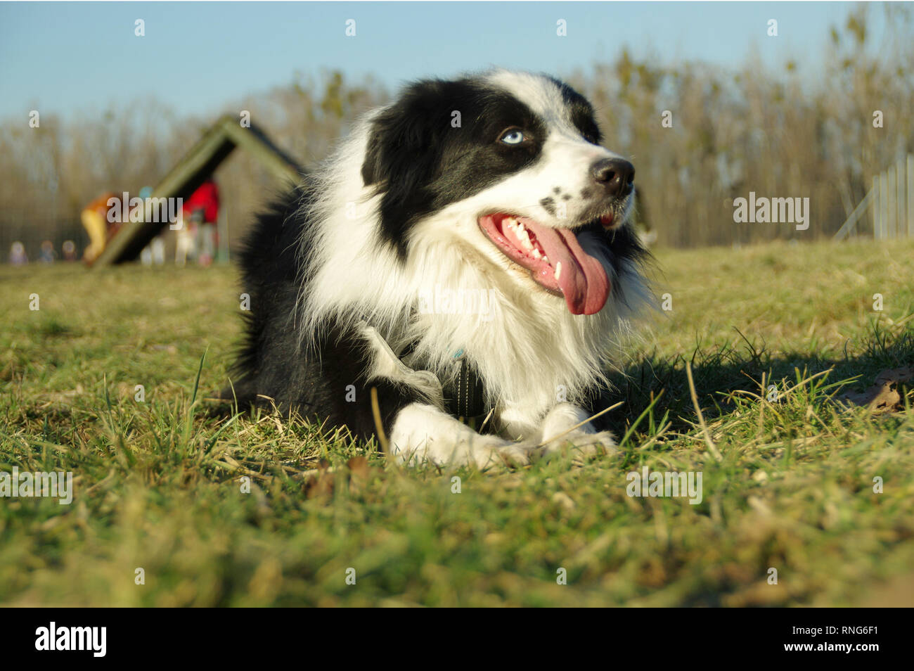 Happy dog sdraiati sull'erba. Di pura razza Border Collie con incredibili occhi colorati in appoggio su un prato. Foto Stock