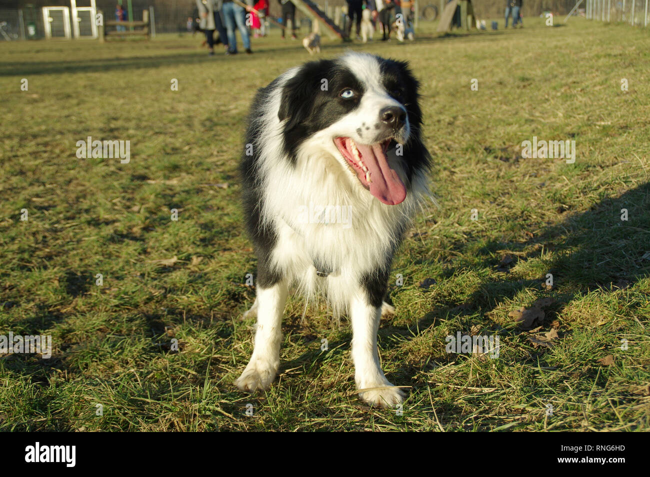 Boder Collie - Happy dog camminare sull'erba. Di pura razza Border Collie con incredibili occhi colorati su un prato. Foto Stock