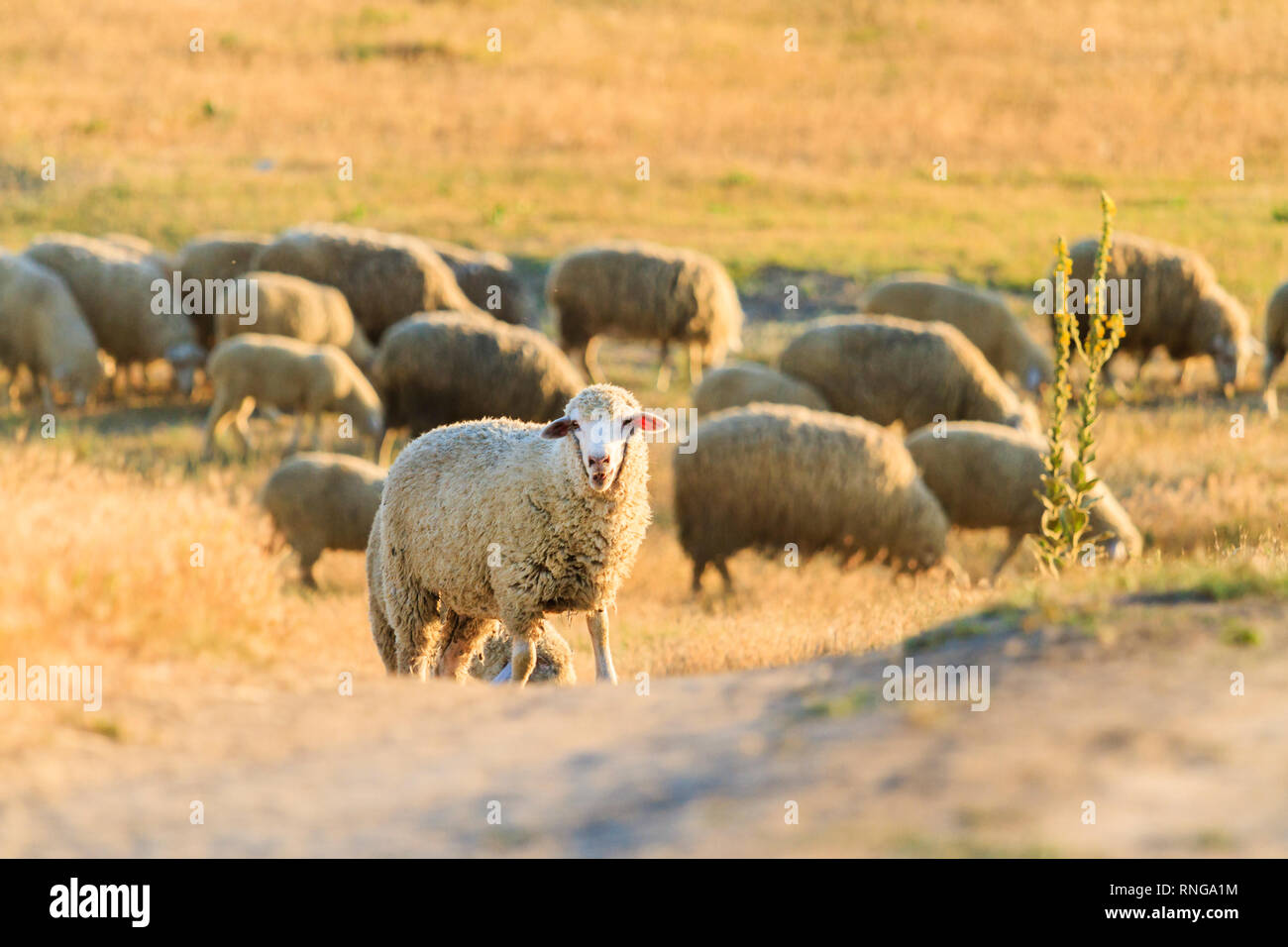 Pecore pascolano su una collina sotto i raggi del sole di setting Foto Stock