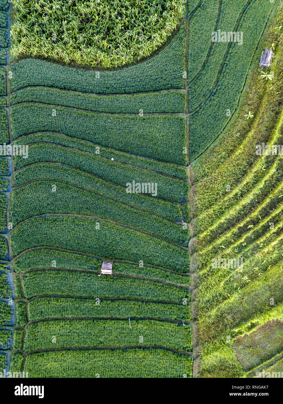 Una veduta aerea di un ricefield in Canggu, Bali Foto Stock