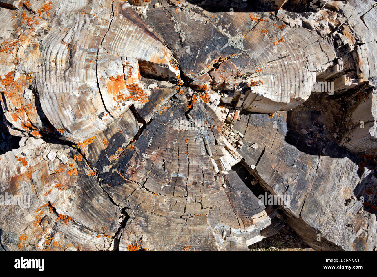 WY03802-00...WYOMING - gli anelli di crescita su un albero pietrificato trovato sul campione Ridge, pensato per essere il luogo del più grande foresta pietrificata nel wor Foto Stock