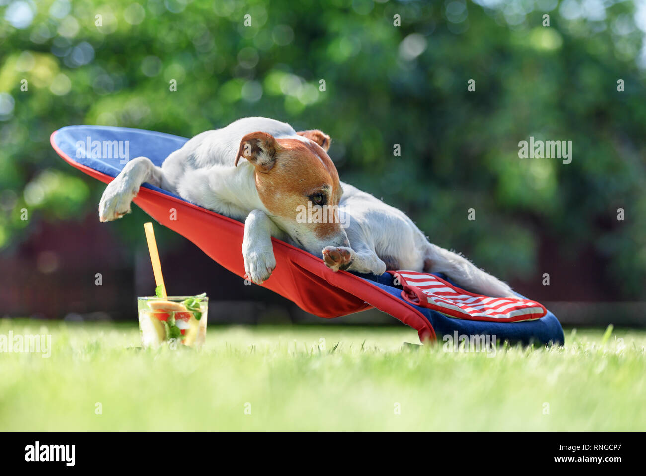 Jack Russel terrier cane giace su una sedia a sdraio con cocktail. Rilassatevi e concetto di vacanza Foto Stock
