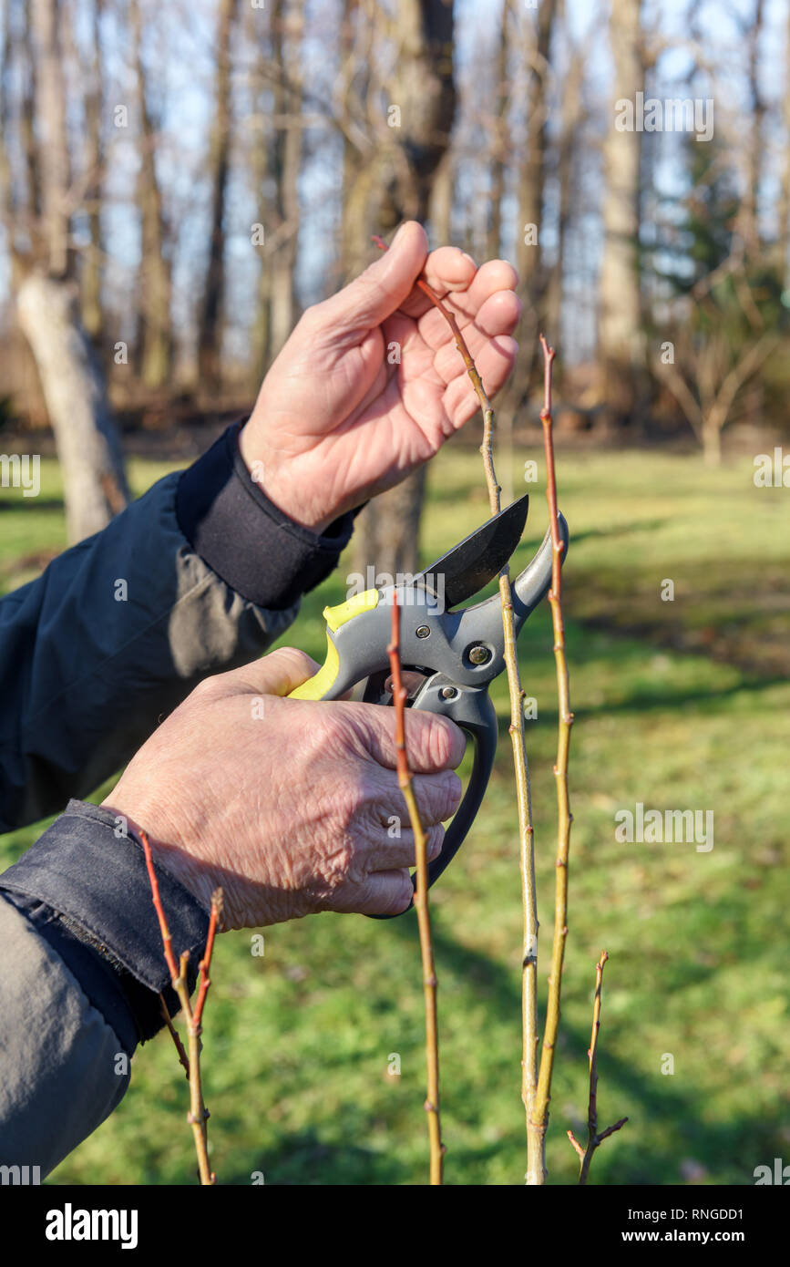 Secchio nero con corteccia di pino e guanti da giardino d'arancio dopo il  lavoro su