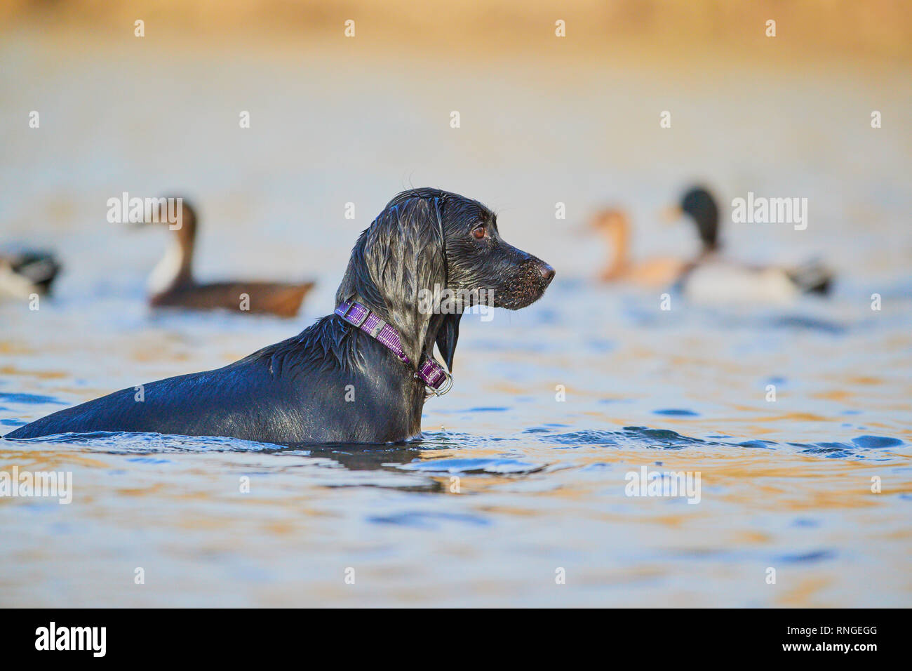 Un Nero Labrador Retriever che è bagnata si fermò in un lago guardando qualcosa con le anatre flottante tramite in background Foto Stock