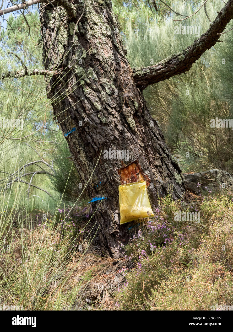 Raccolta della resina di sap da albero alberi con marcature blue e gocciolamento di corteccia di secernere colava cadere in una plastica sacchetto di raccolta in Portogallo Foto Stock