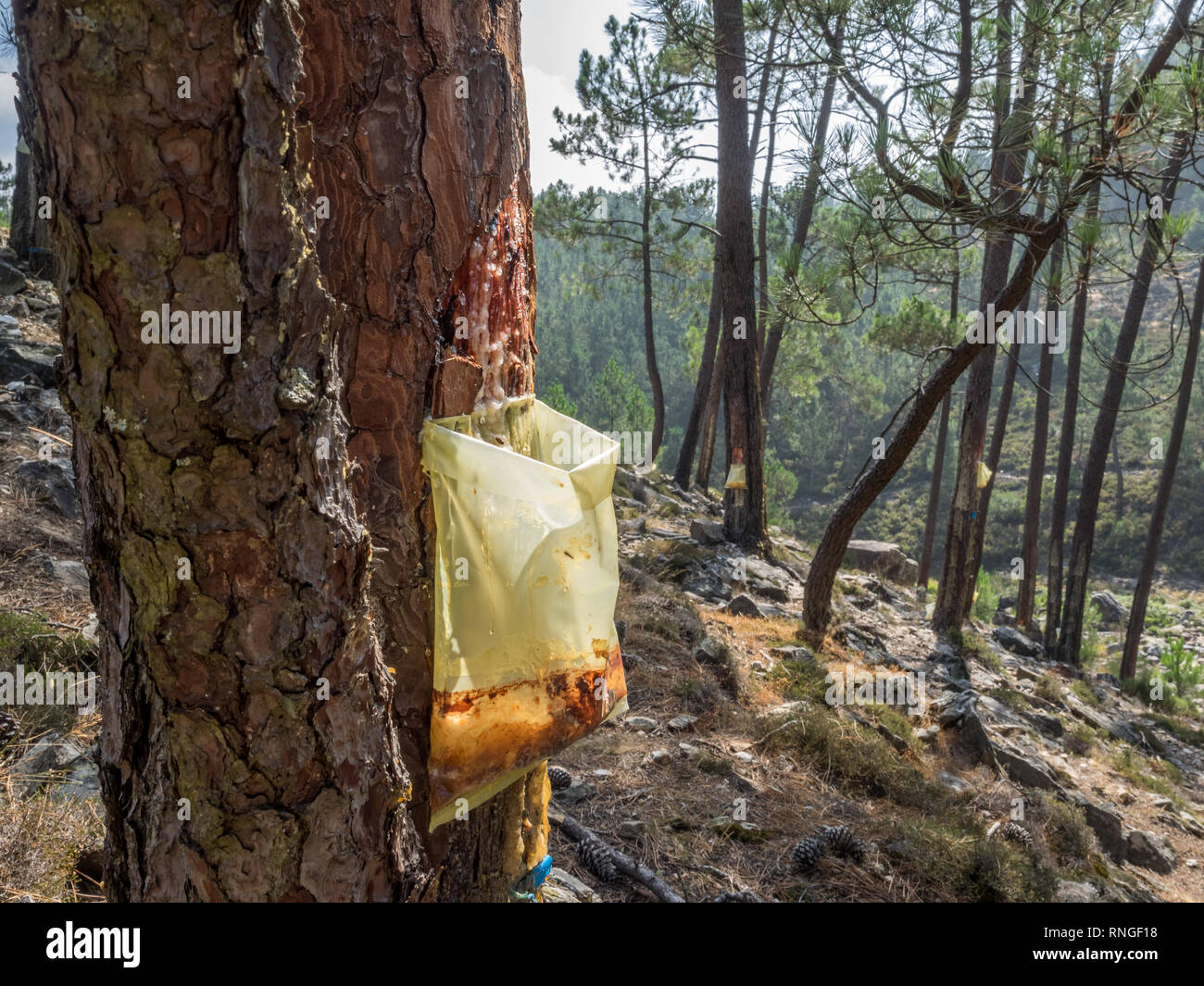 Raccolta della resina di sap da albero di corteccia di alberi di gocciolamento secernenti colava cadere in una plastica sacchetto di raccolta in Portogallo Foto Stock
